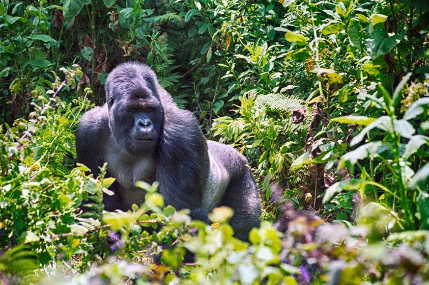 Rwanda Luxury Safaris | Tailor-Made Tours | Gorilla Trekking