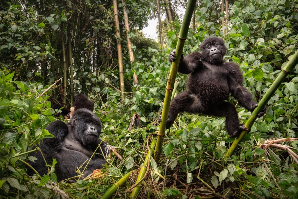 Guide to Gorilla Trekking in Rwanda | Ubuntu Travel