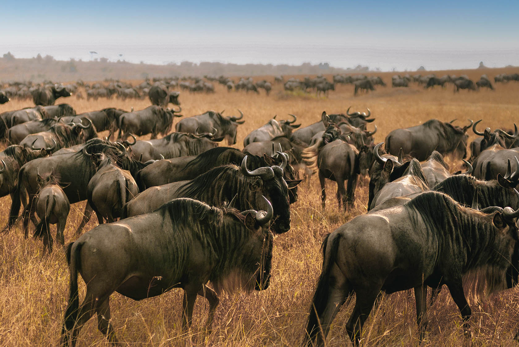 Our Guide To The Great Wildebeest Migration 