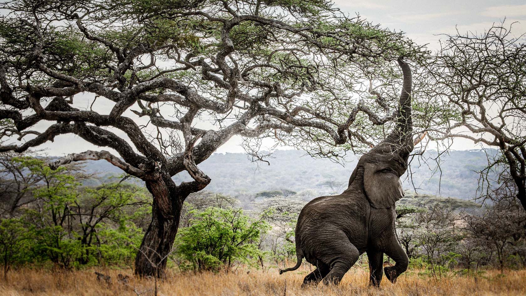 The Best Places in Africa to See Large Herds of Elephants | Ubuntu Travel