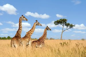 What Animals Will I See on Safari in Africa? | Ubuntu Travel