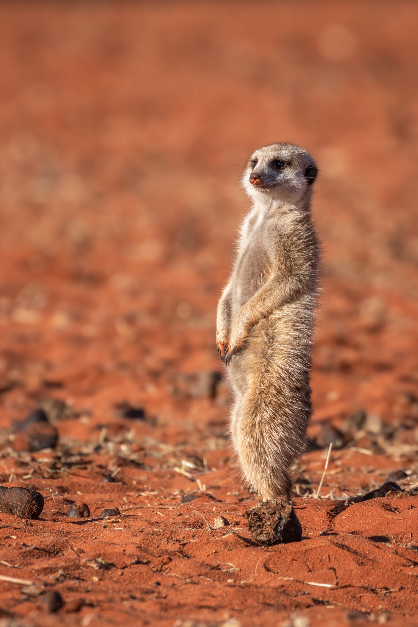 How To Visit The Meerkats In The Kalahari Desert Ubuntu Travel Group   Shutterstock 1854579181 1365x2048 