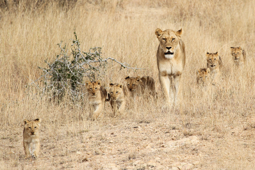 Lion Pride. Kruger National Park, South Africa