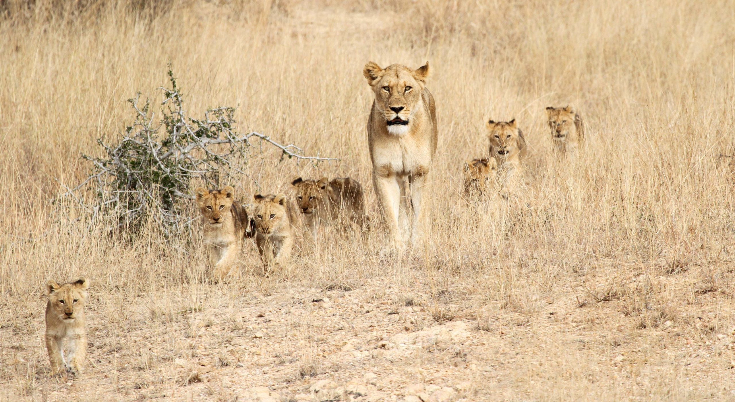 Lioness and cubs in the Kruger National Park, South Africa.