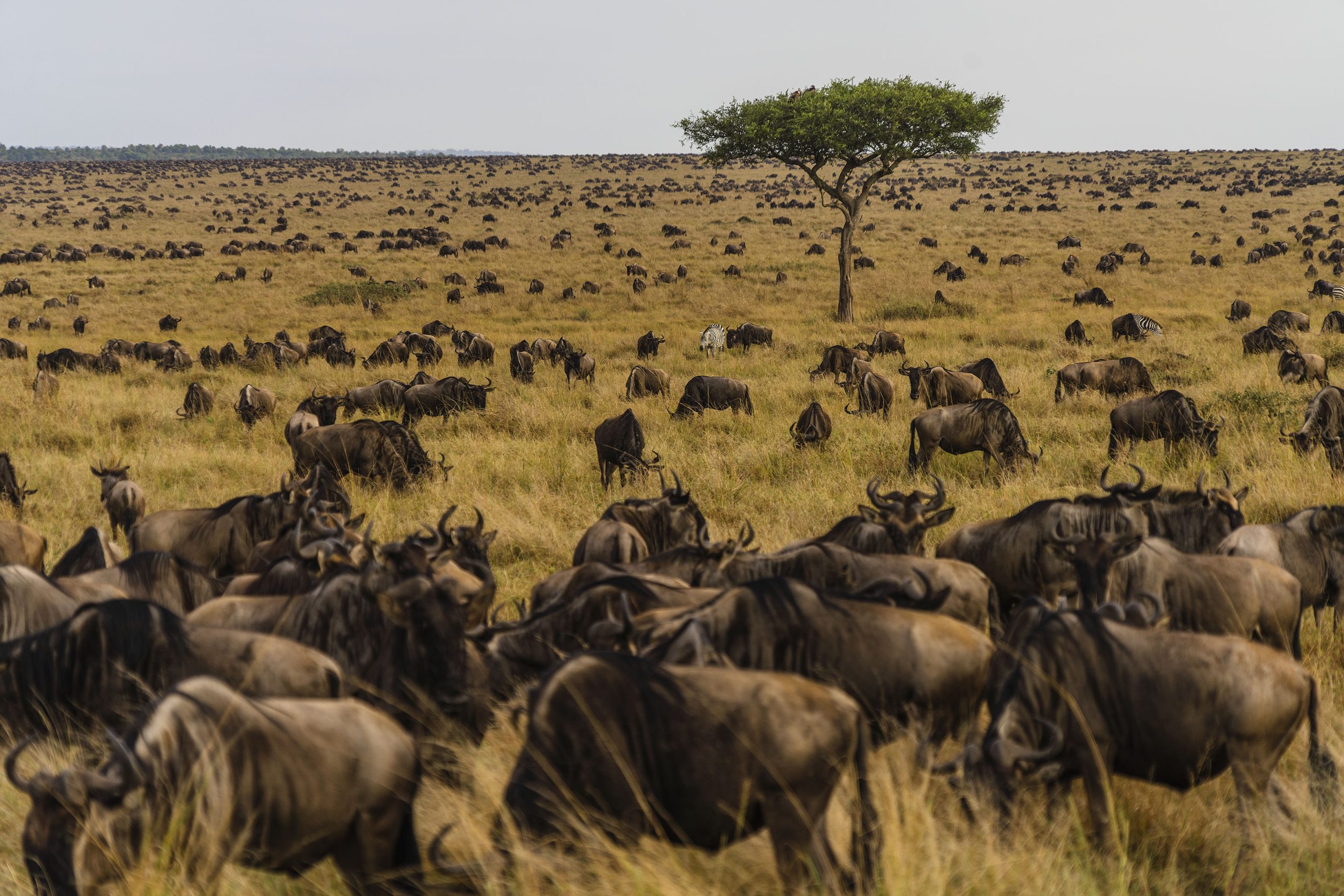 Our Top 5 Mobile Camps to Experience the Great Migration
