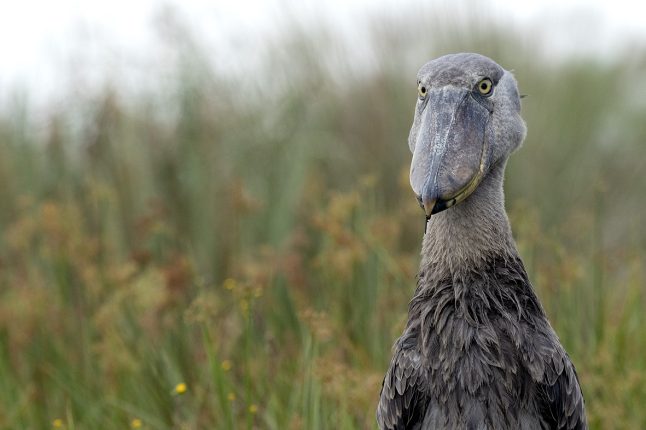 shoebill_uganda_sm_001_lr