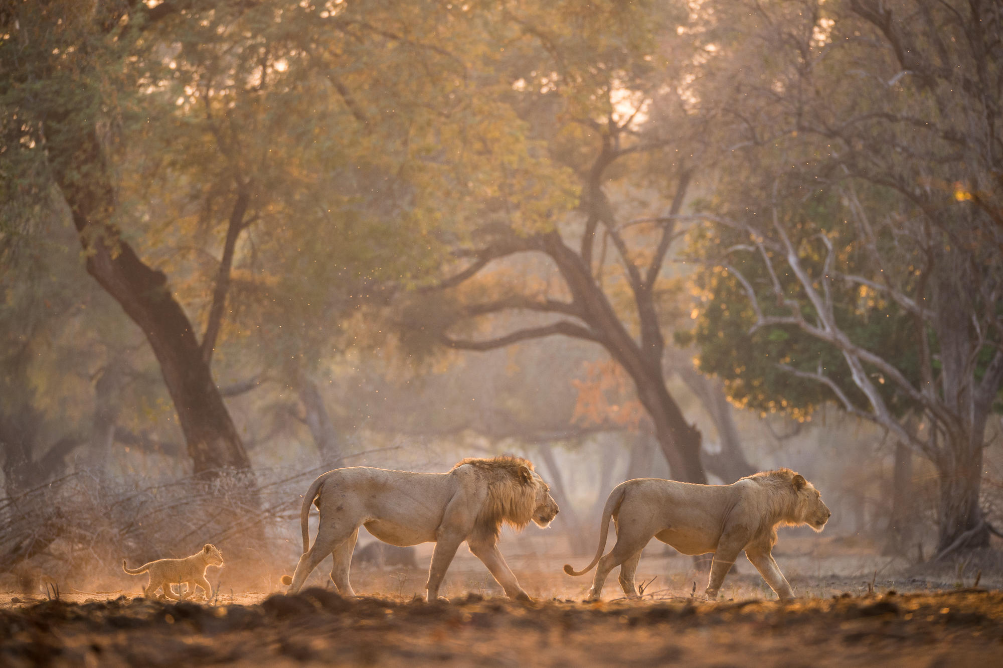 Wilderness Chikwenya, Mana Pools, Zimbabwe