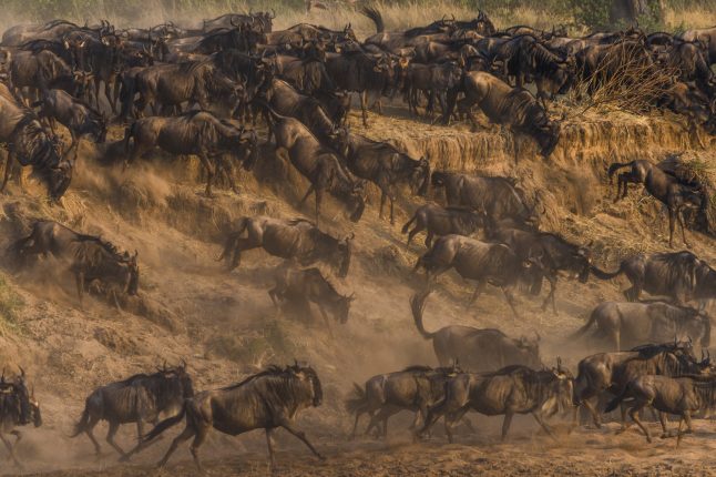 Great Migration, Masai Mara, Kenya