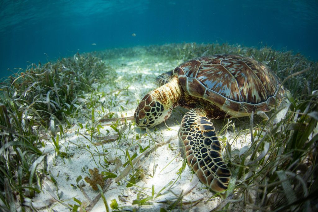 Mnemba Island - Zanzibar