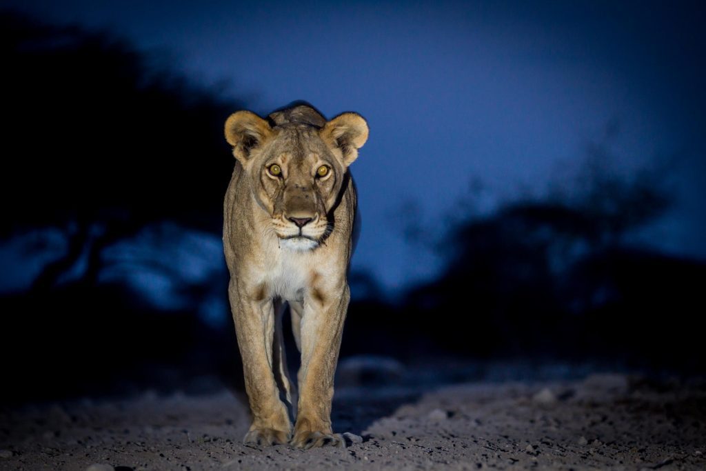 Etosha National Park, Namibia