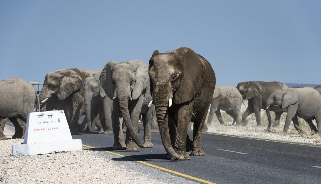 Etosha National Park, Namibia