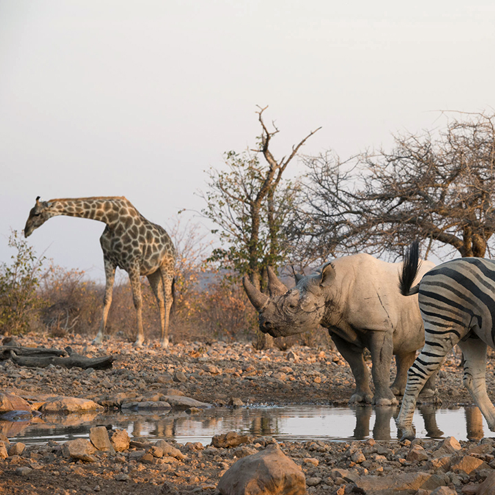 Namibian Safari