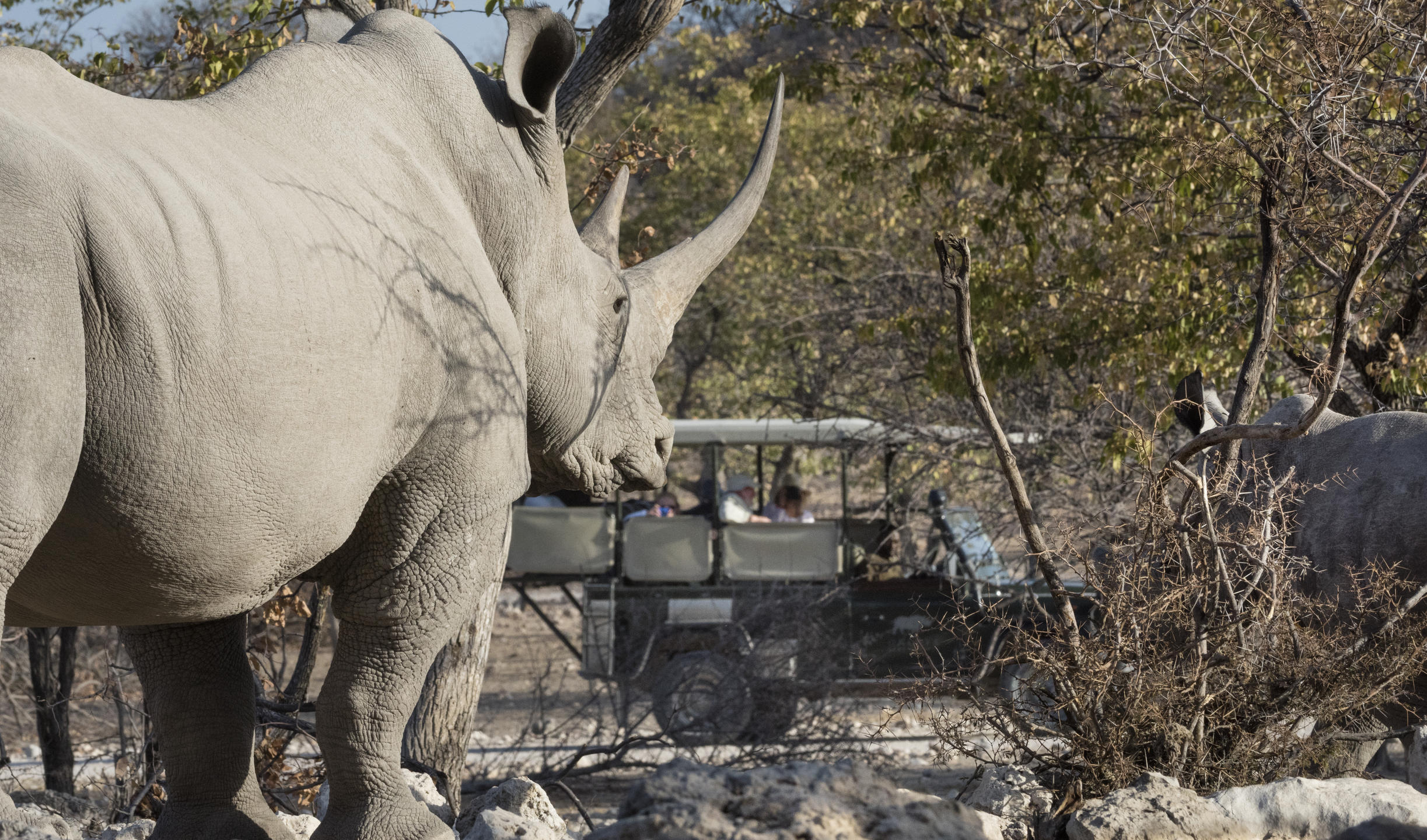 Etosha National Park, Namibia