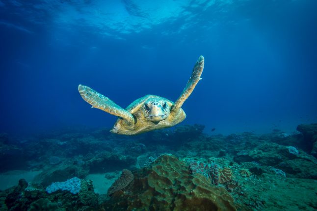 turtle-at-pinnacle-reef