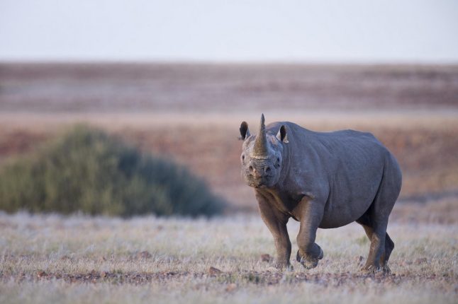 wilderness-desert-rhino-camp