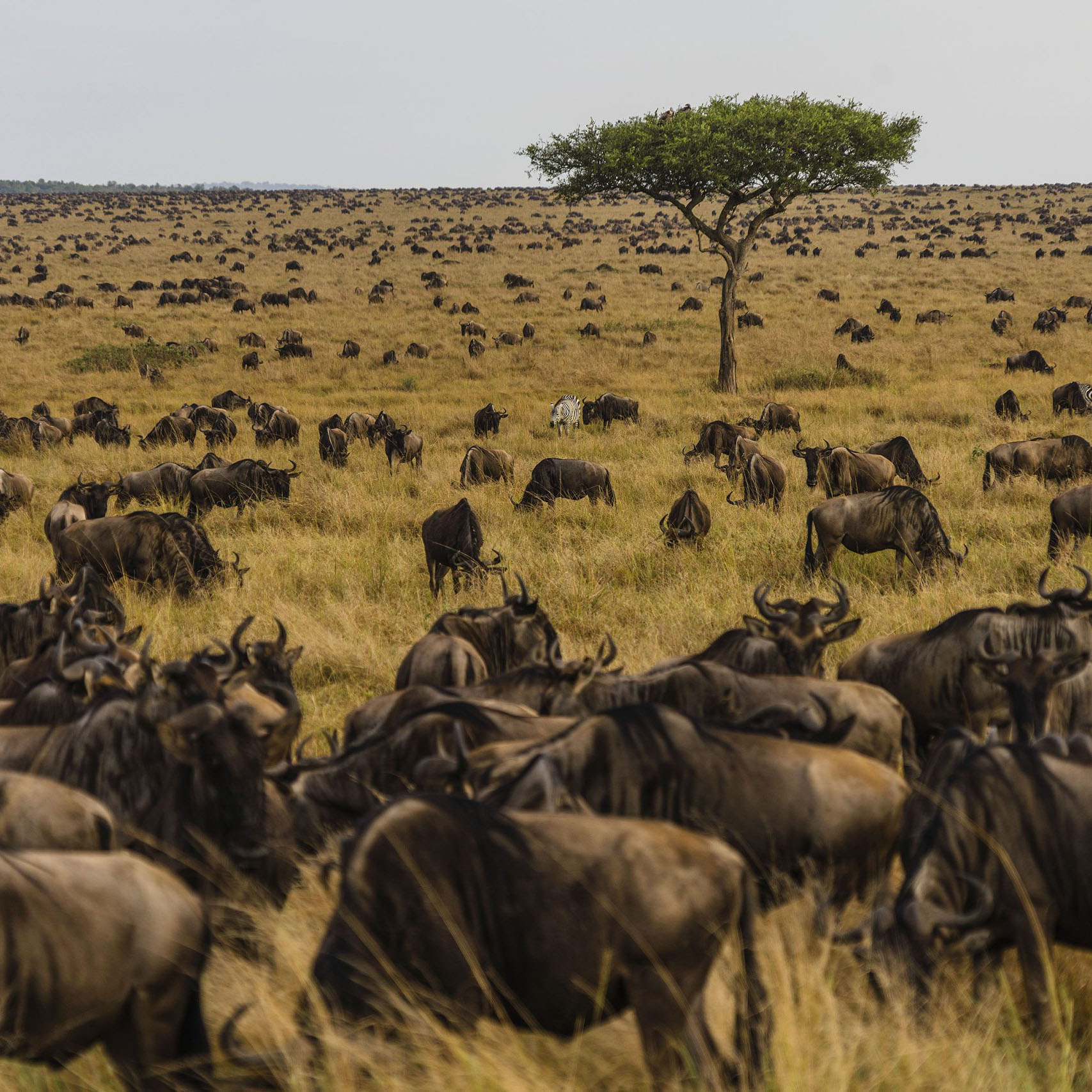  Serengeti National Park | Tanzania 