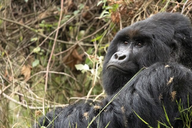 gorilla_trekking_sm_ghahinga_004_lr