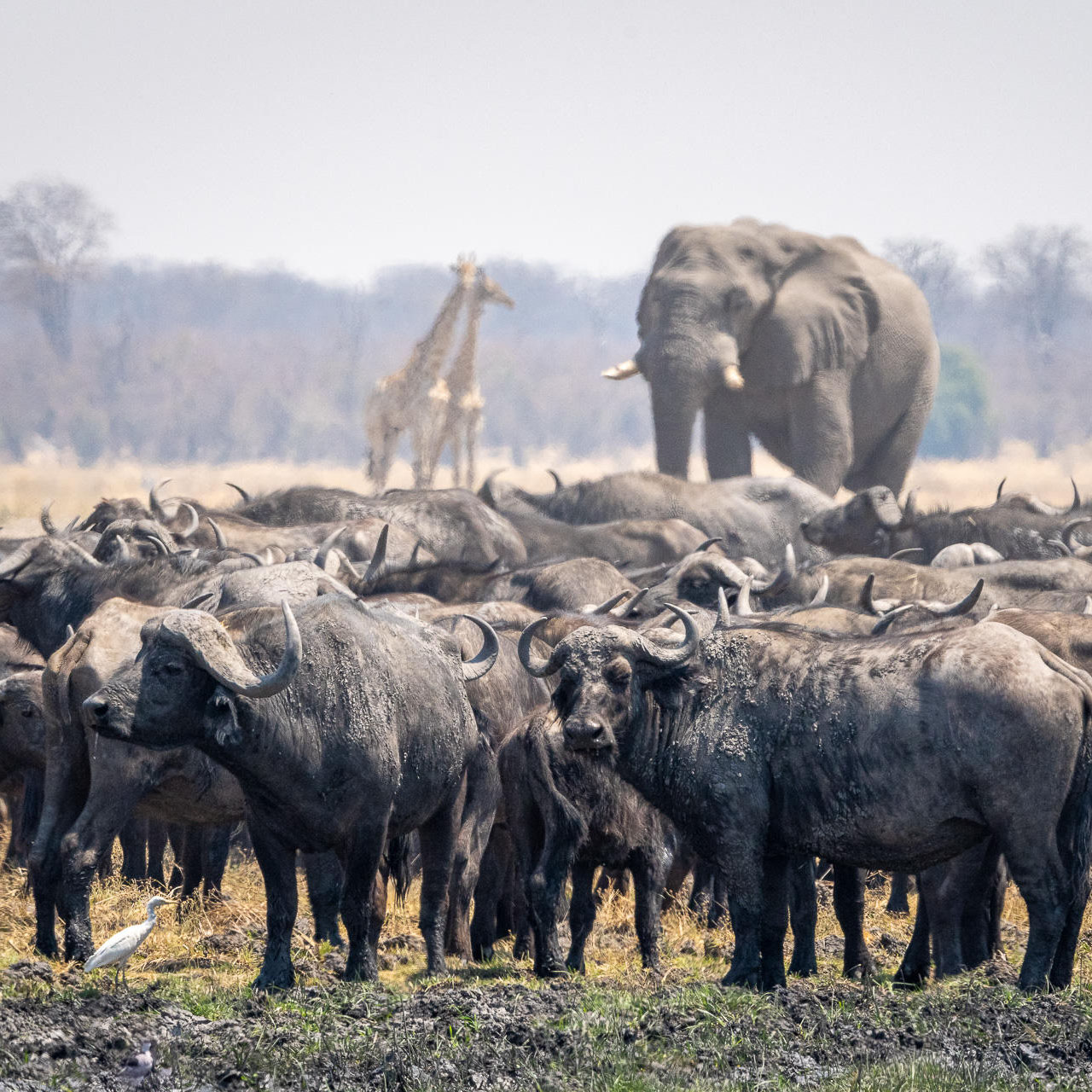 Mababe Depression | Botswana 