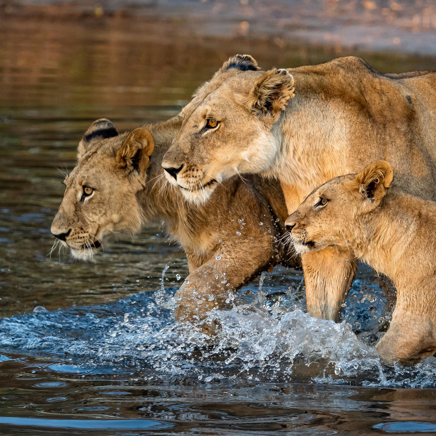 Okavango Delta | Botswana