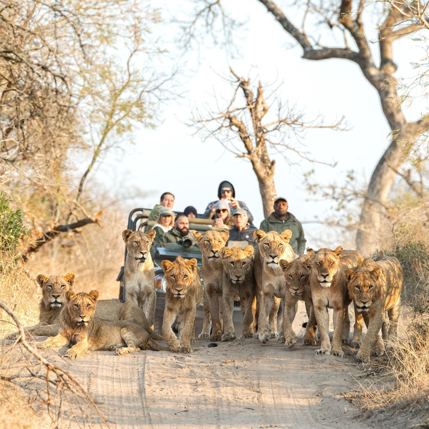 Greater Kruger  | South Africa 