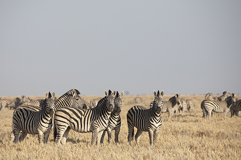 Mokete Lodge, Mababe depression, Botswana