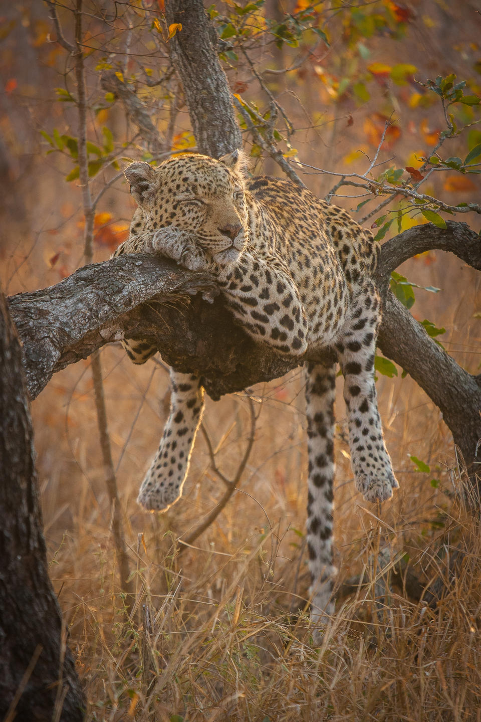 Leopard, Londolozi Founders, Sabi Sands, South Africa