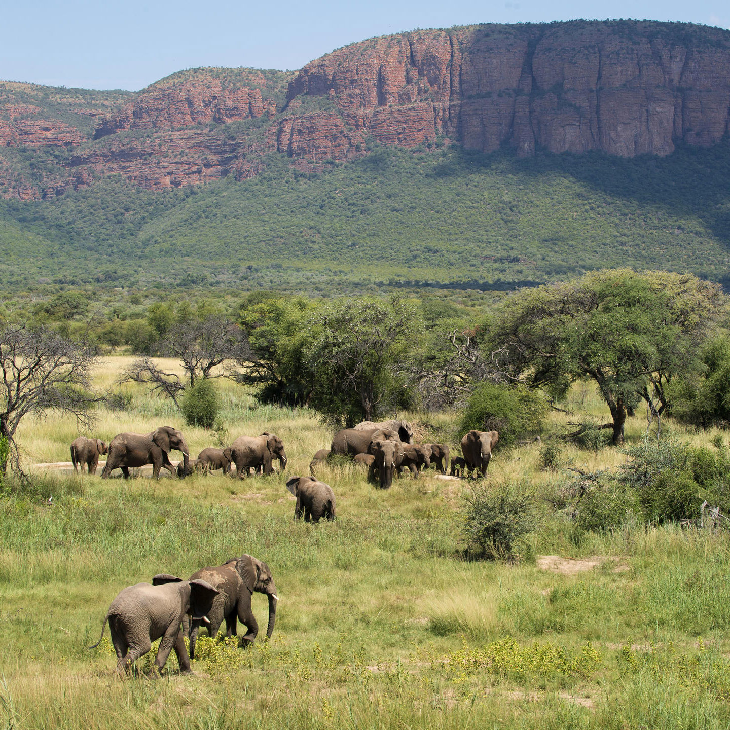 Wine, Big Five & Victoria Falls