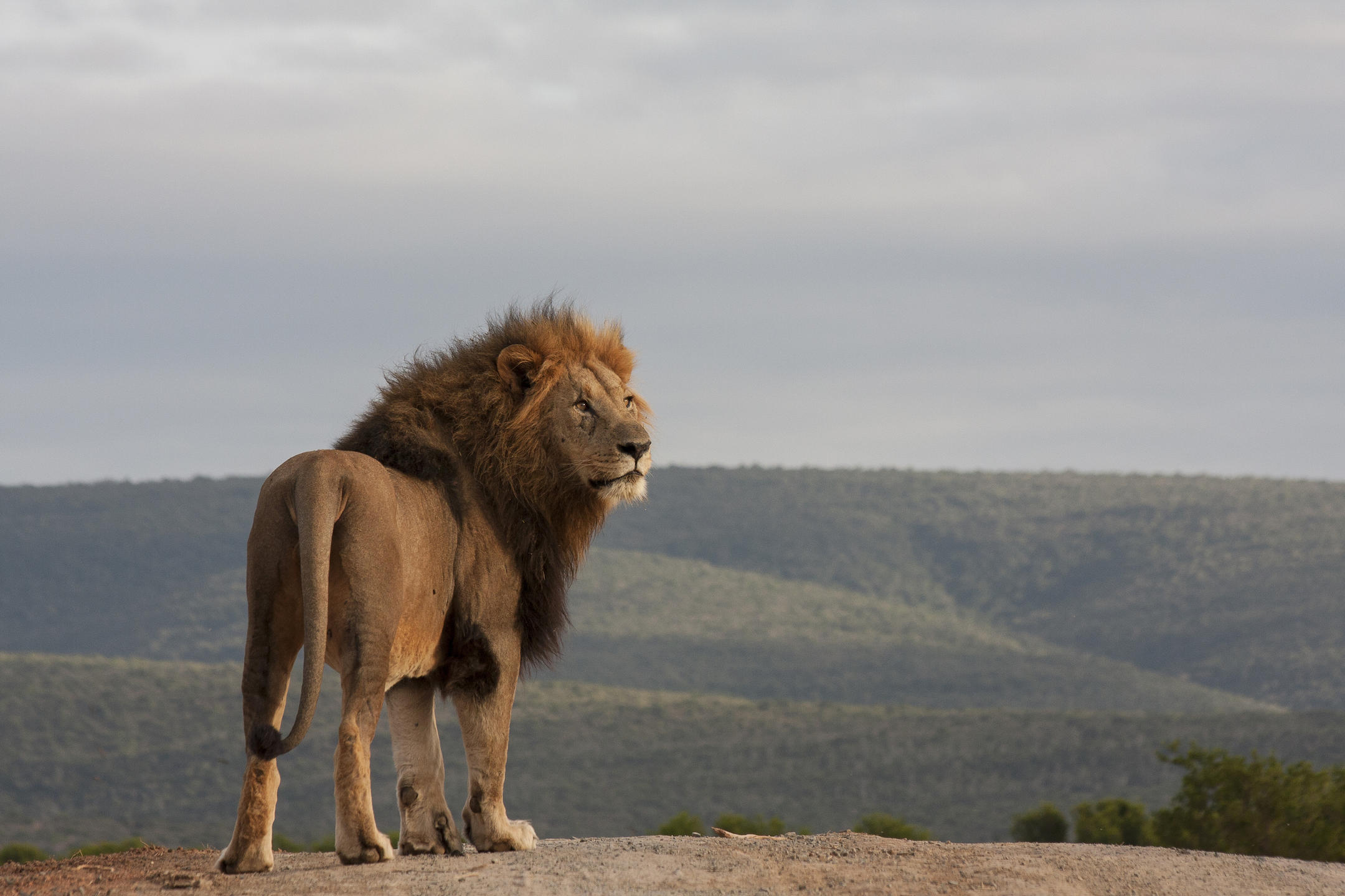 Kwandwe Private Game Reserve, South Africa