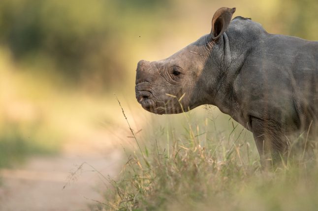 sss_wildlife_rhino_calf_june_july_2022_ross_couper_1