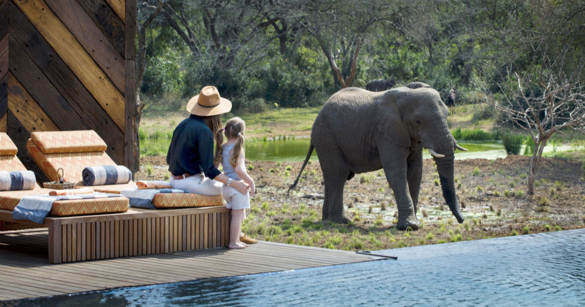 Elephant viewing at Phinda Homestead