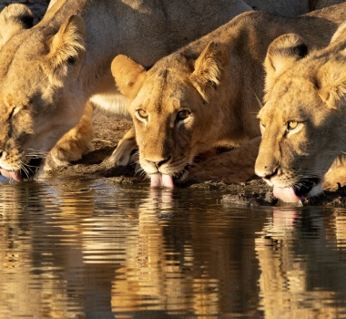 Luxury Africa Travel Agency | Ubuntu Travel | Safari Agency